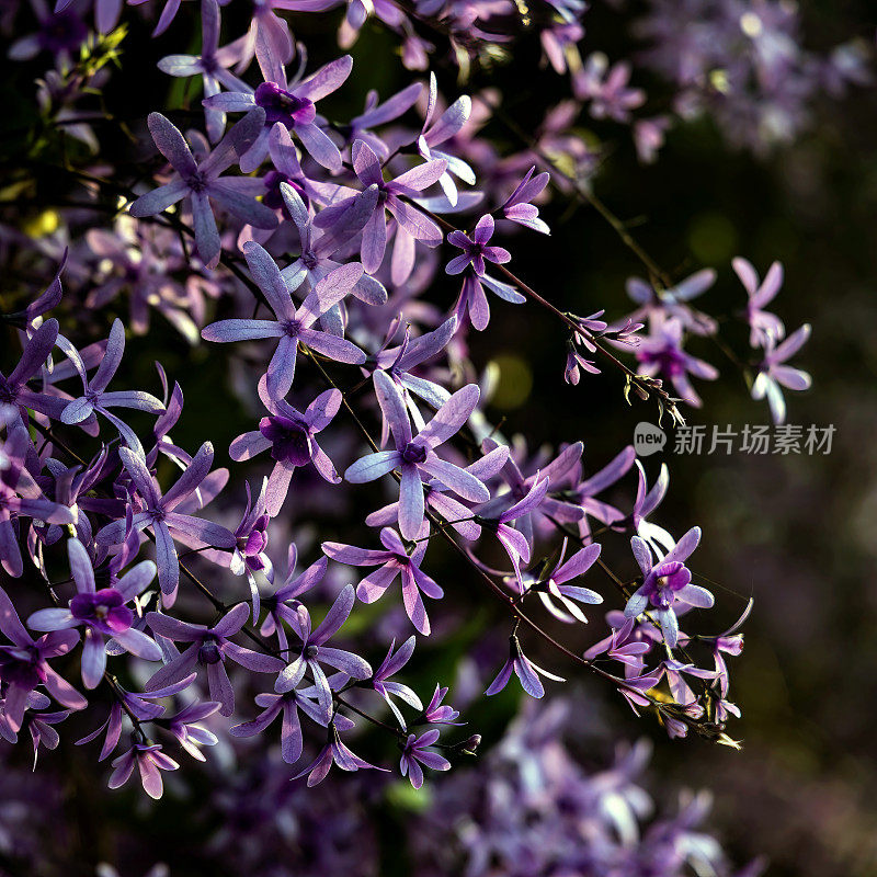 紫皇后花环(Petrea volubilis)开花藤蔓